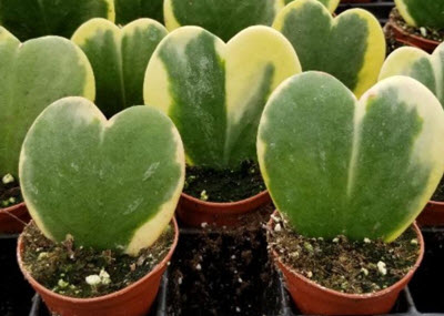 Hoya Kerri Heart (Variegated)